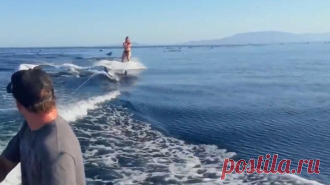 Девушка прокатилась на вейкборде с дельфинами.