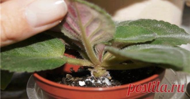 Спасите свои фиалки от тли. Самый эффективный способ Это действительно работает!
В ваших красивых фиалочках завелась тля? Растение начало медленно погибать! Вы должны знать, что личинки тли уничтожают корни и стебли растения. Приготовьте очень эффективн…