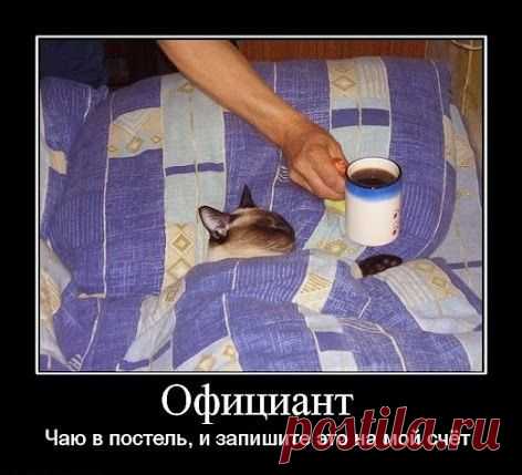 Как вычислить “кошатника"(55 фото)