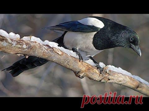 Видео живой сороки