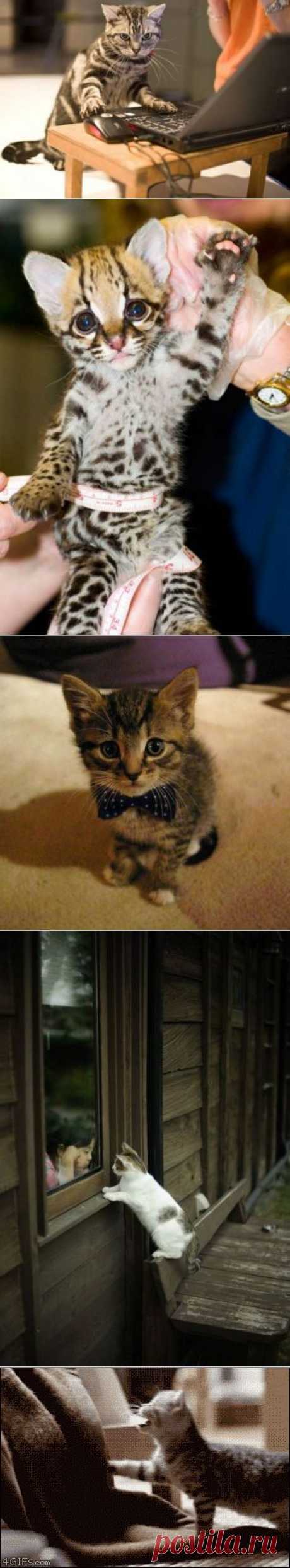 Забавные котики / Питомцы
