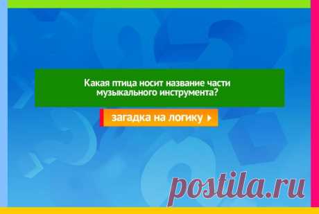 Какая птица носит название части музыкального инструмента? - Логическая загадка
