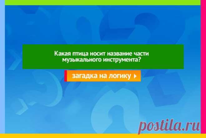 Какая птица носит название части музыкального инструмента? - Логическая загадка