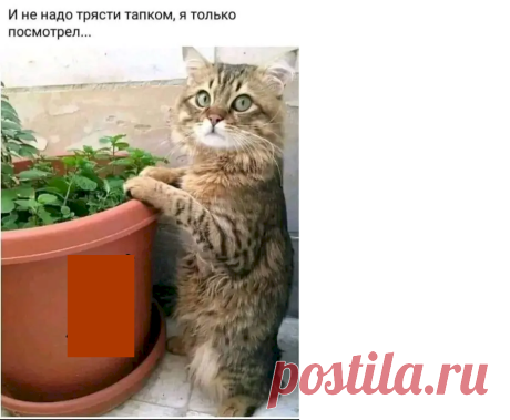 Выпуск №7006 - выпуск анекдотов сайта вокруг смеха