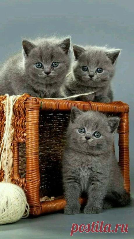 Google+