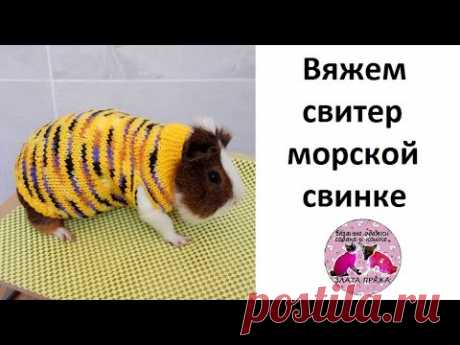 Вяжем свитер морской свинке