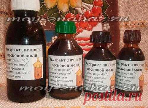 Восковая моль: настойка, назначение, лечение, отзывы