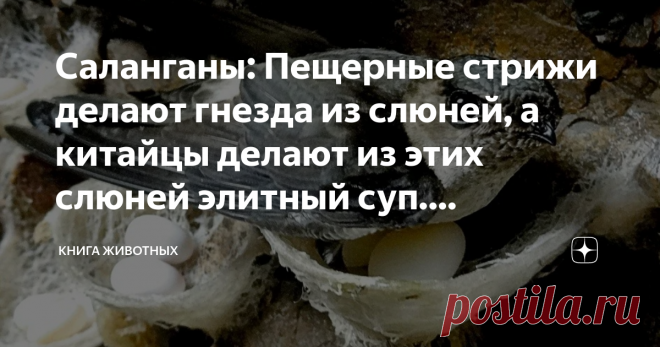 Саланганы: Пещерные стрижи делают гнезда из слюней, а китайцы делают из этих слюней элитный суп. Остановите планету, я сойду Господа и дамы, не желаете ли отведать слюны? Сами вы туда идите, я тут вас деликатесом накормить пытаюсь, неблагодарные вы люди!
