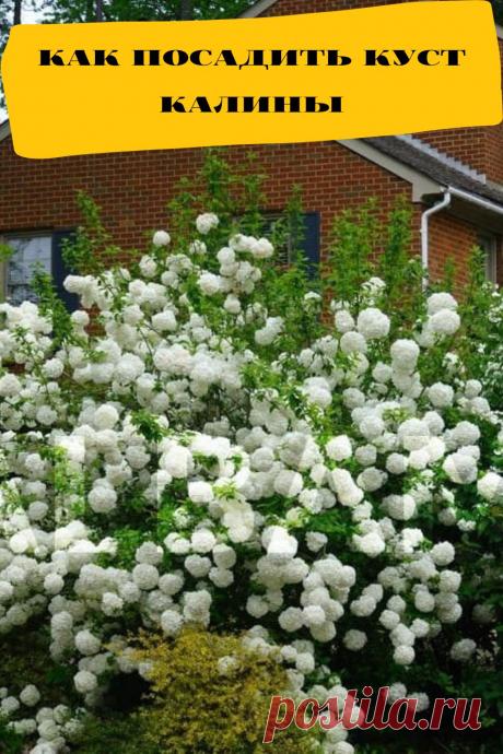 как посадить куст калины