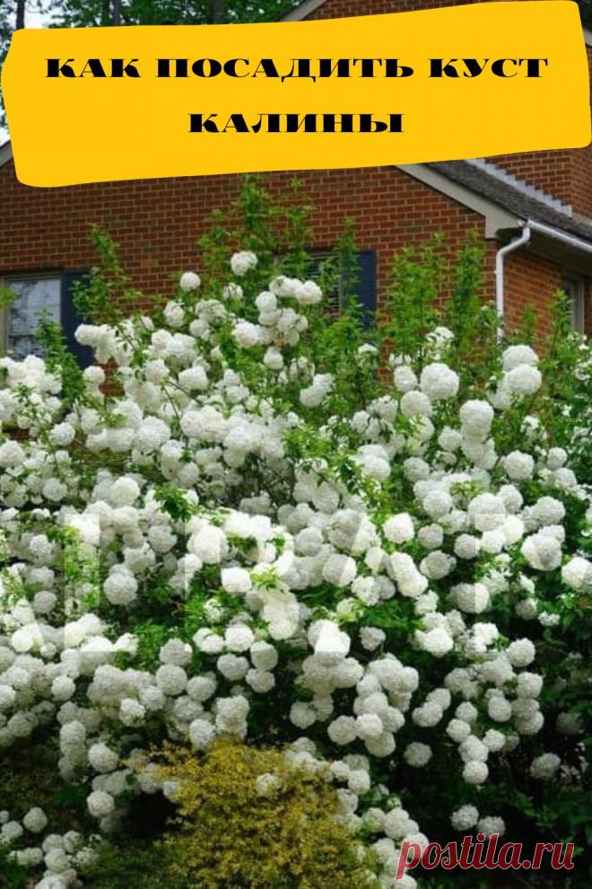 как посадить куст калины