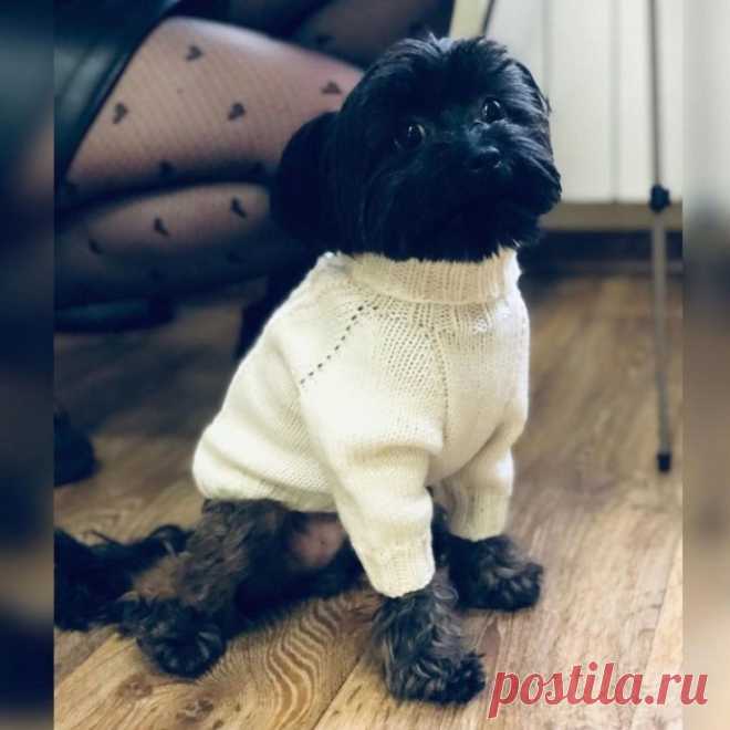 ​Мастер-класс по вязанию свитера-комбинезона для маленькой собачки Мастер-класс по вязанию свитера-комбинезона для маленькой собачкиЗная алгоритм, можно связать и на большуюИтак, вам понадобятся мерки:
1. Окружность шеи в области ошейника, но не впритык 2. Окружность груди, мерку снимайте в области подмышек 3. Расстояние между передними...