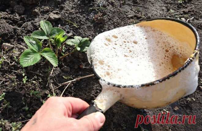 Первая подкормка для клубники в апреле для большого количества крупной ягоды. Подкормка клубники.