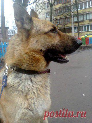 Найдена овчарка (молодой кобель) | Помощь ОВЧАРКАМ (Киевская Овчар-Команда)