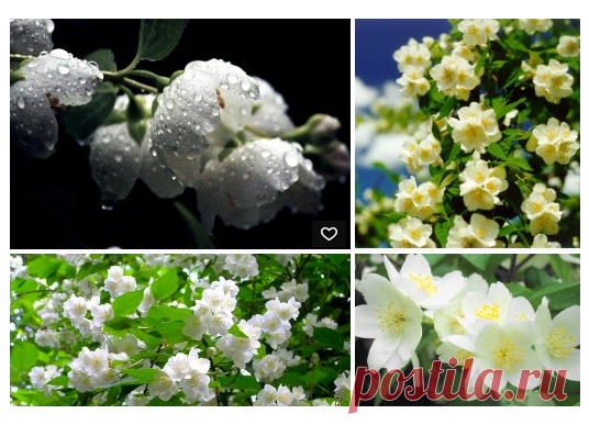 Жасмин садовый (чубушник) Всаду.ру ру -а Мой Мир@Mail.ru