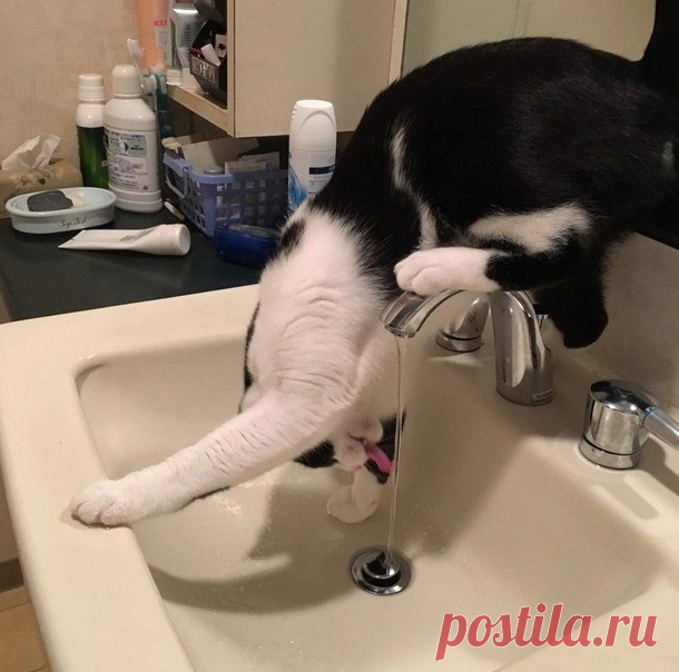Почему я не очень люблю котов?