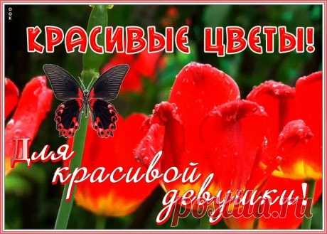 Открытка с цветами для девушки