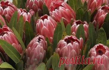 Купить оптом Protea Pink Ice (Протея Пинк Айс) В50
