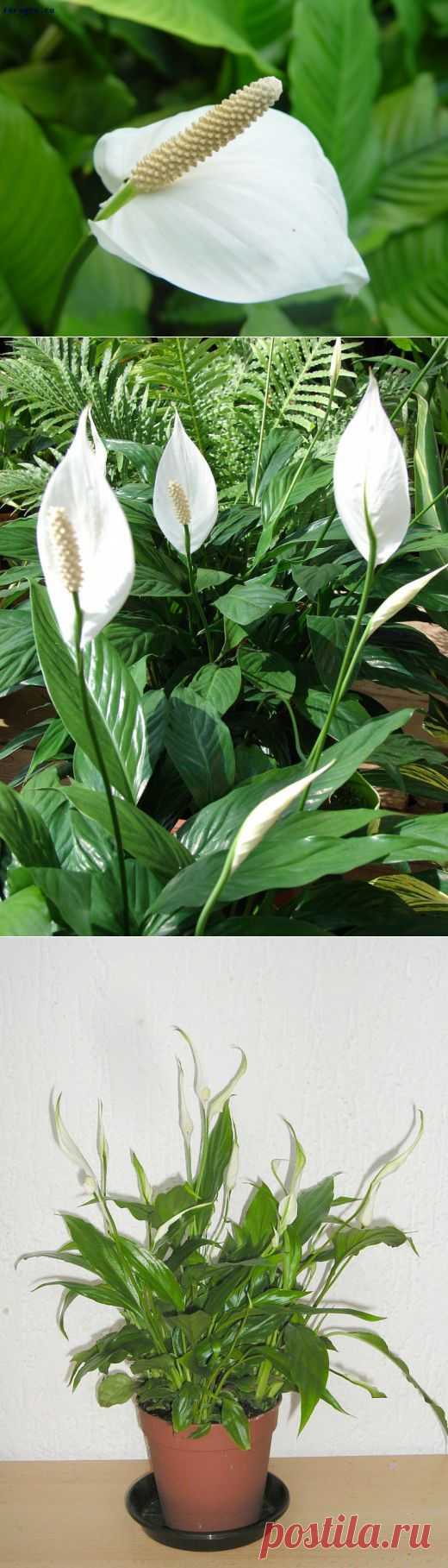 Элегантный красавец спатифиллум или «женское счастье» |