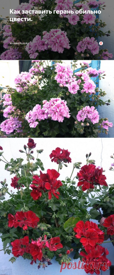 Как заставить герань обильно цвести. | Klumba-plus.ru | Яндекс Дзен