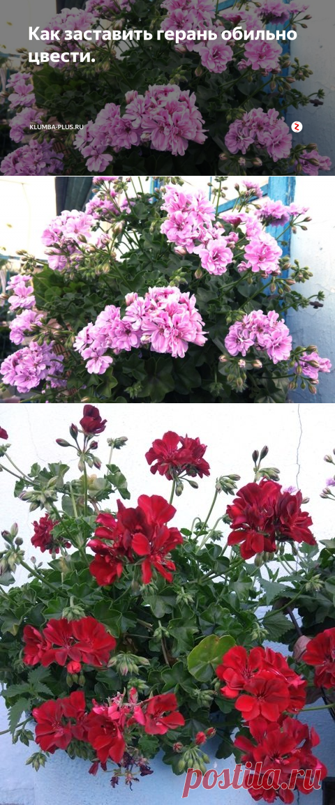 Как заставить герань обильно цвести. | Klumba-plus.ru | Яндекс Дзен