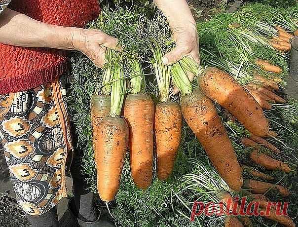 Необычный и эффективный способ посева моркови
.
Посадка моркови очень кропотливое занятие - сначала нужно высеять мелкие семена, а с появлением всходов проредить их. Хочу поделиться с вами необычным, но очень эффективным способом посадки, облегчающим выращивание этой культуры.

Семена моркови довольно мелкие и содержат много эфирных масел, которые препятствуют быстрому их прорастанию. Учитывая эти свойства, огородники стараются сеять морковь погуще, чтобы не было пустот в ...