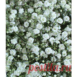 New Love - Гипсофила