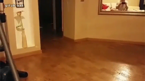 Анимированные обои