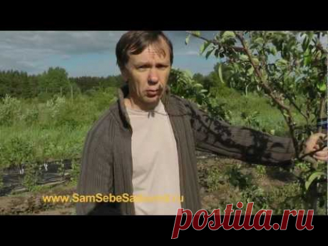 Западный непарный на моей яблоне « Видео-блог Садовода