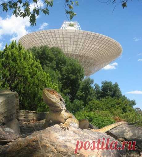 На фото 64-метровая тарелка радиотелескопа Deep Space Network в Канберре. / IT Analytics