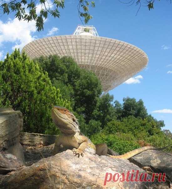 На фото 64-метровая тарелка радиотелескопа Deep Space Network в Канберре. / IT Analytics