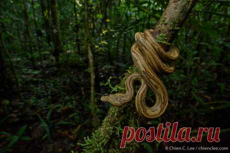 Pacific Keel-scaled Boa (Candoia carinata) While pythons undoubtedly hold the crown for the largest and most famous constricting snakes of Indonesia, a single genus of boas also occurs in the rainforests of the eastern archipelago. Often overlooked, the Pacific Keel-scaled Boa (Candoia carinata) seldom exceeds a meter in length. It is an ambush predator of frogs and lizards, and like other boas, bears live young rather than laying eggs. Digul River, Papua, Indonesia (New Guinea).