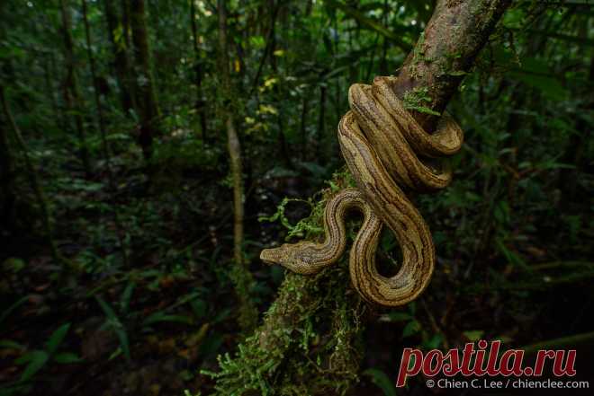 Pacific Keel-scaled Boa (Candoia carinata) While pythons undoubtedly hold the crown for the largest and most famous constricting snakes of Indonesia, a single genus of boas also occurs in the rainforests of the eastern archipelago. Often overlooked, the Pacific Keel-scaled Boa (Candoia carinata) seldom exceeds a meter in length. It is an ambush predator of frogs and lizards, and like other boas, bears live young rather than laying eggs. Digul River, Papua, Indonesia (New Guinea).