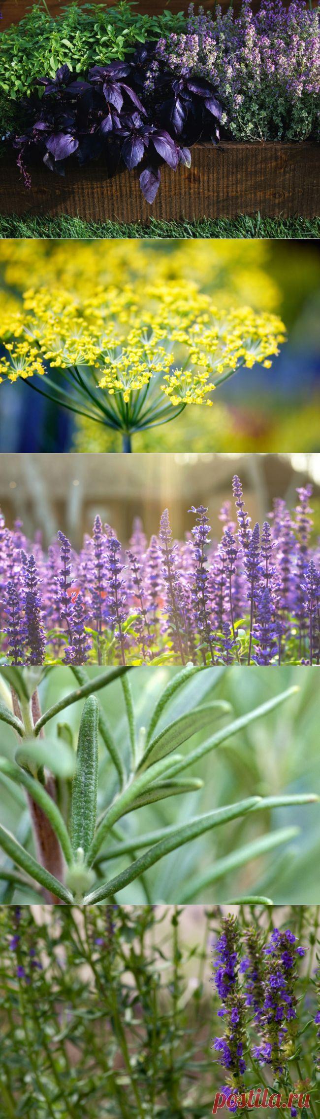 Садик пряных трав: ароматное украшение дачного участка | Огород без хлопот