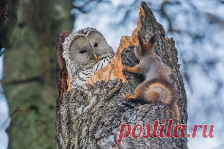 Автор: Света Байбекова
Длиннохвостая неясыть со своей нахальной соседкой – белкой