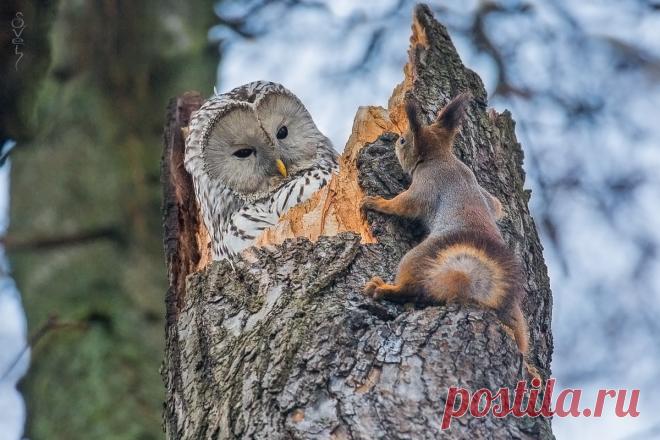 Автор: Света Байбекова

Длиннохвостая неясыть со своей нахальной соседкой – белкой