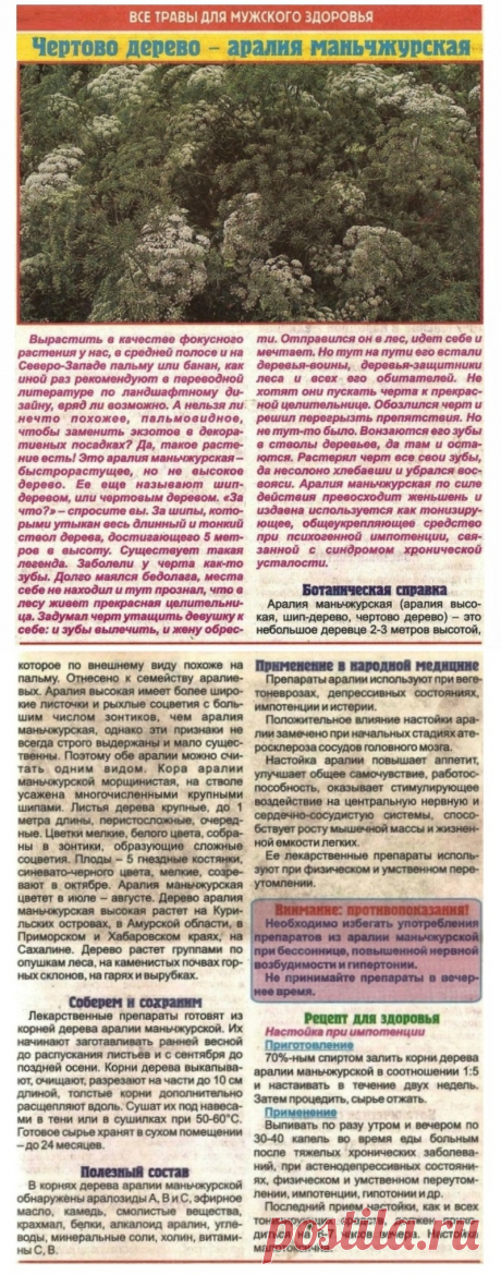 Аралия маньчжурская