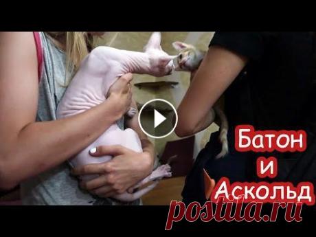 Батон знакомится с лысым котом Аскольдом Не пропусти новые видео:...