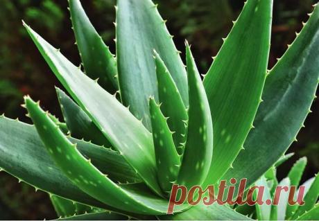 Почему у алоэ такие тонкие листья и как помочь растению – подробное руководство с фотографиями [2019] Алоэ неприхотлив в уходе и прекрасно развивается на подоконнике. Но иногда даже такое жизнеспособное растение подвергается негативному влиянию вредителей и болезней. Давайте разберемся, почему у алоэ тонкие листья?
