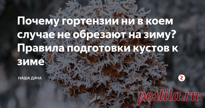Почему гортензии ни в коем случае не обрезают на зиму? Правила подготовки кустов к зиме Многие садоводы, по незнанию или отсутствию достаточного опыта, обрезают кусты на зиму, оставляя лишь «пеньки», по аналогии с теми же пионами, например. Но гортензия – это не пионы, и обрезать их ни в каком случае нельзя. Почему? Давайте разбираться.