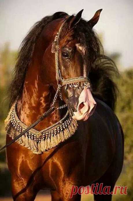 Terri McManus приколол(а) это к доске Horses