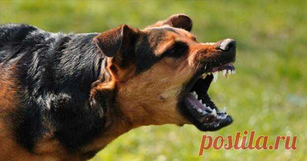 (37) 40 уколов в живот, или Вся правда о прививках от бешенства - ПолонСил.ру - социальная сеть здоровья - 6 апреля - 43546022197 - Медиаплатформа МирТесен Бешенство, или по-научному рабиес (rabies) — это крайне тяжелое инфекционное заболевание, поражающее, в первую очередь, головной и спинной мозг. Когда в организм человека попадает возбудитель этой болезни, очень важно оказать экстренную помощь, иначе заболевшего ждет почти неминуемая смерть. При - 6 апреля - 43546022197...