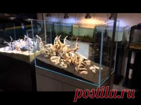АКВАСЕЙП Запуск двух растительных аквариумов - YouTube