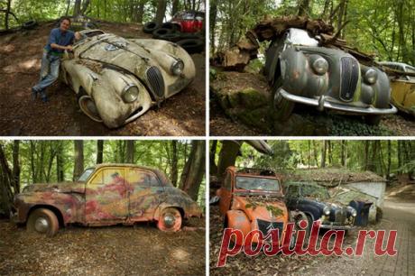 50 старинных автомобилей в лесу