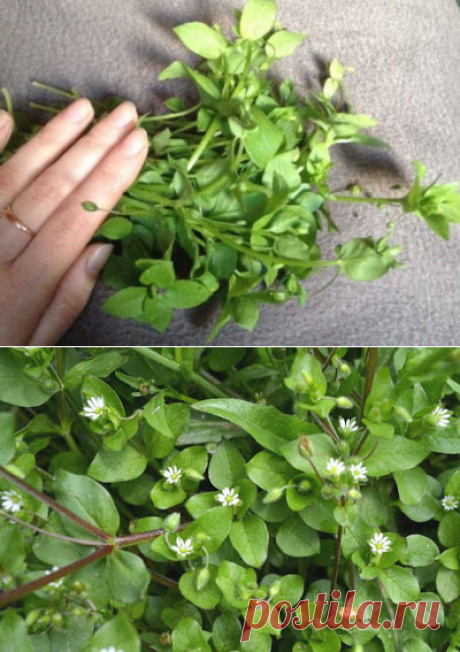 ТРАВА, КОТОРАЯ РАССАСЫВАЕТ ОПУХОЛИ! ПИЛА ОТВАР ВСЕГО НЕДЕЛЮ — ЗАБЫЛА О БОЛЯХ В СЕРДЦЕ И ВЫЛЕЧИЛА НОГИ — Сияние Жизни