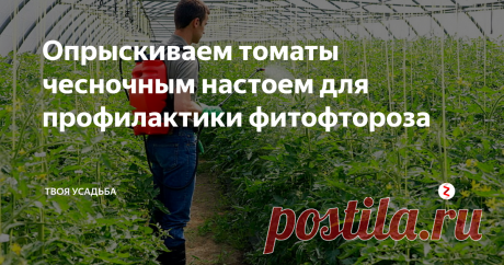 Опрыскиваем томаты чесночным настоем для профилактики фитофтороза Важным этапом выращивания томатов является профилактика фитофтороза. Это заболевание приводит к гибели растений. Урожай также заражается этим грибковым заболеванием. Плоды с чёрными точками не пригодны для цельноплодного консервирования, приготовления аджик, соусов и паст. Да и товарный вид таких томатов значительно падает. Урожай плохо хранится и быстро гниёт.
Причины фитофтороза
Фитофтороз это г