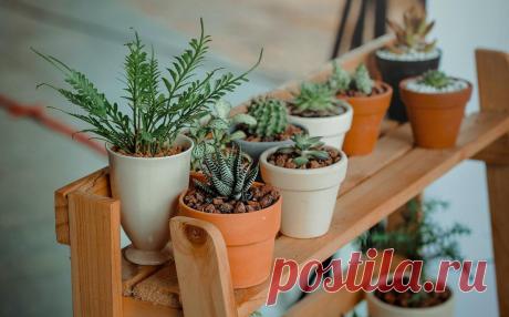 Уход за комнатными растениями в домашних условиях
Комнатные растения есть практически в каждом доме. Это лучшее украшение интерьера. Чтобы зеленые питомцы росли красивыми и здоровыми, им необходимо обеспечить правильный уход. В этой статье мы узнаем, как надо ухаживать за комнатными растениями. Общие правила ухода Существует очень много разных видов комнатных растений. Каждый сорт отличается...
Читай дальше на сайте. Жми подробнее ➡