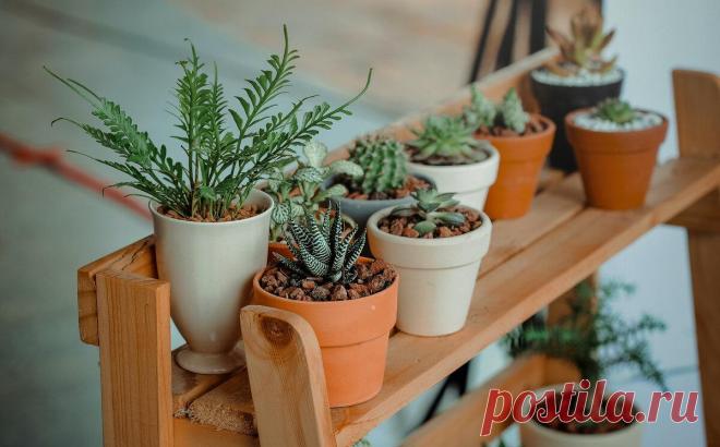 Уход за комнатными растениями в домашних условиях
Комнатные растения есть практически в каждом доме. Это лучшее украшение интерьера. Чтобы зеленые питомцы росли красивыми и здоровыми, им необходимо обеспечить правильный уход. В этой статье мы узнаем, как надо ухаживать за комнатными растениями. Общие правила ухода Существует очень много разных видов комнатных растений. Каждый сорт отличается...
Читай дальше на сайте. Жми подробнее ➡