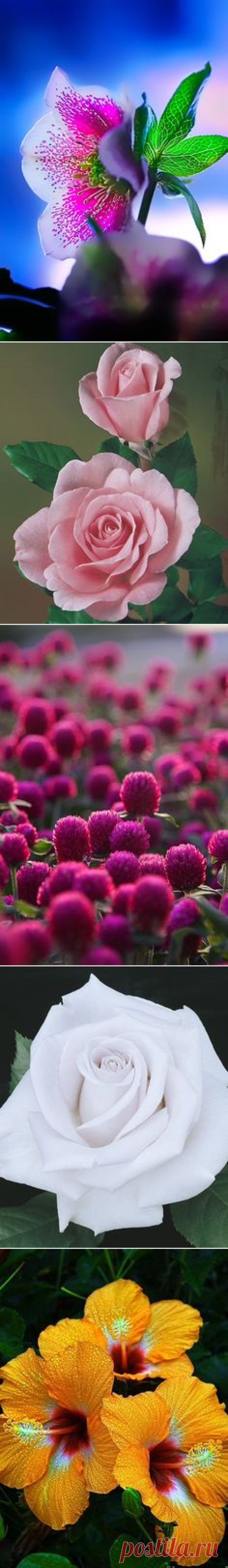(75) Pinterest • Всемирный каталог идей