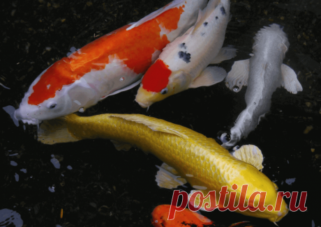 Календарь сезонных работ в саду: декабрь - Planetalsad