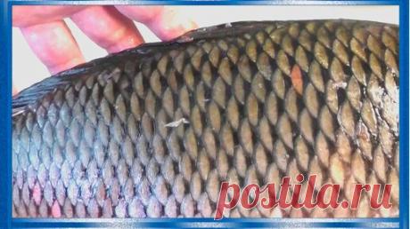 Разделка сазана или карпа на филе совсем без костей для жарки | Fisherman DV.27RUS | Дзен